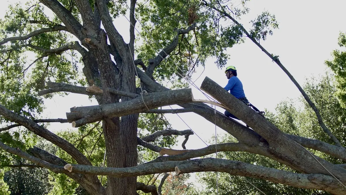 Professional Crown Thinning performed by certified arborists in Ascutney